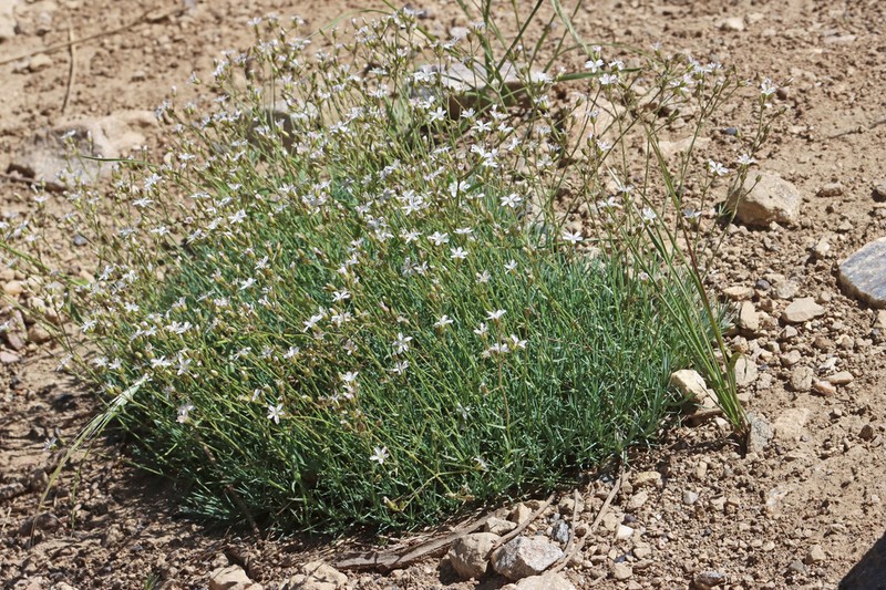 Prickly Sandwort photo 7