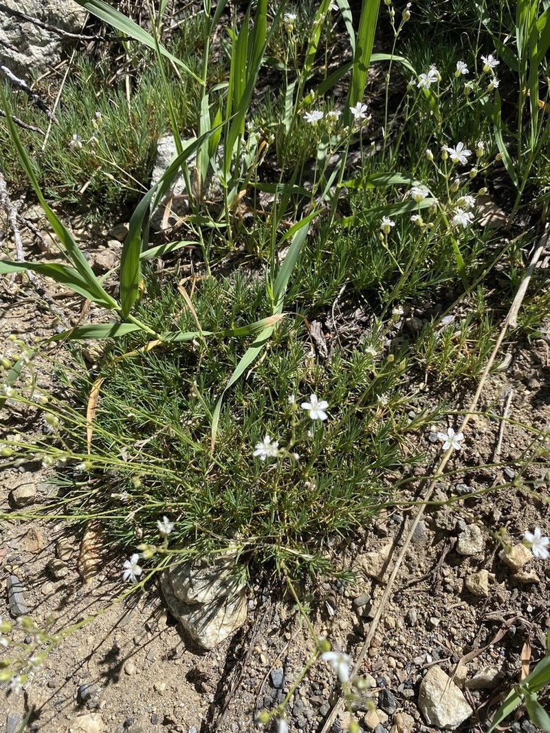 Prickly Sandwort photo 8