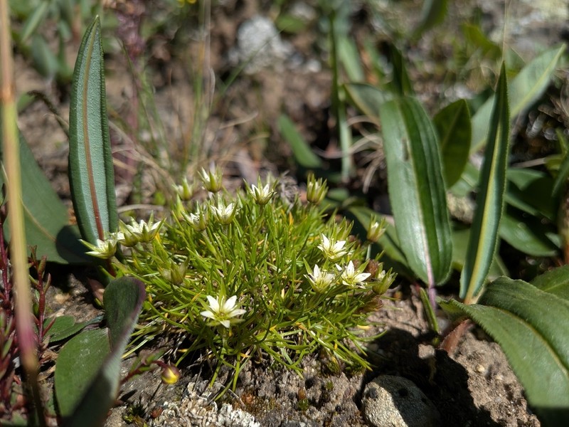 Eremogone brevipetala