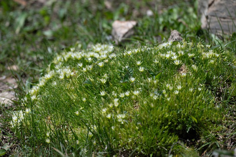 Eremogone brevipetala photo 2