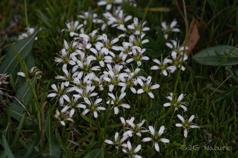 Eremogone brevipetala photo 3