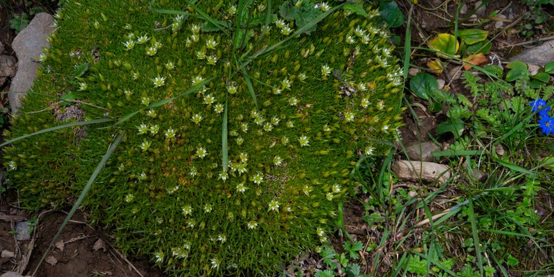 Eremogone brevipetala photo 4