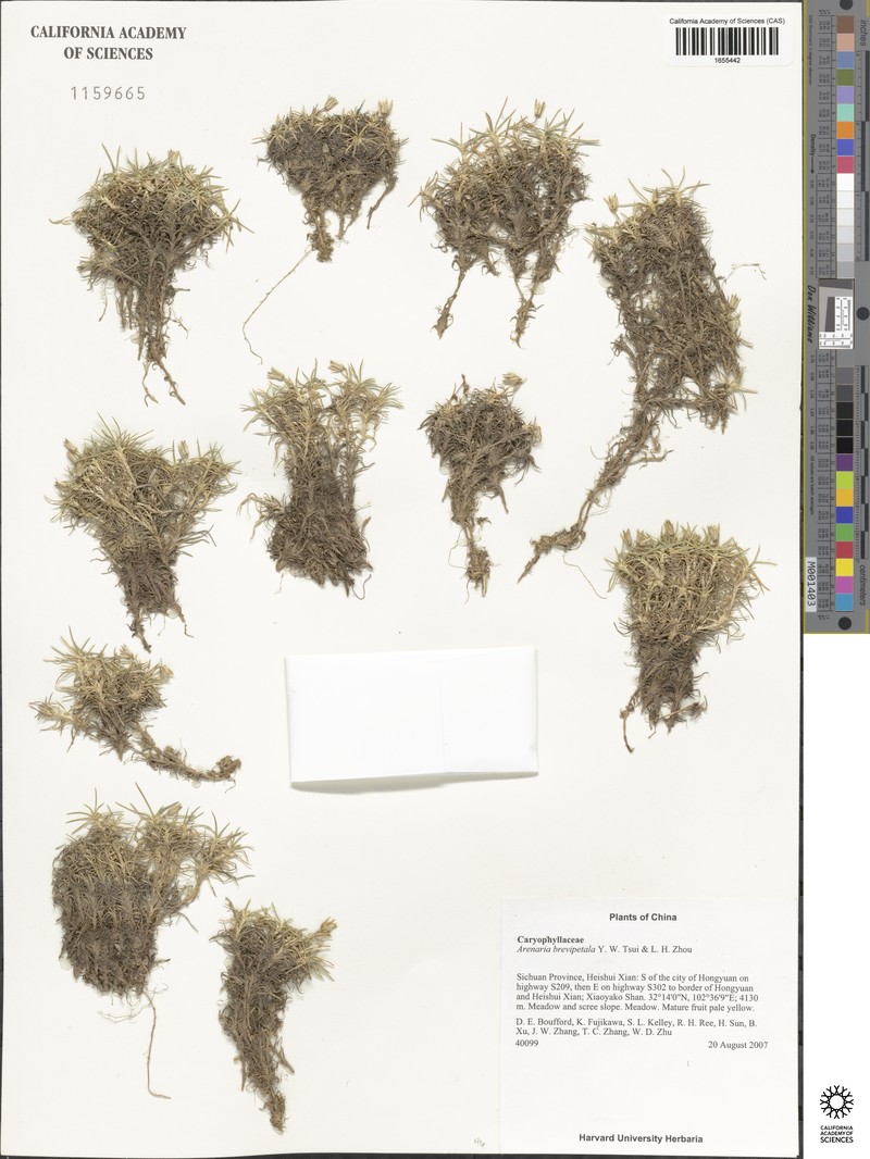 Eremogone brevipetala photo 5