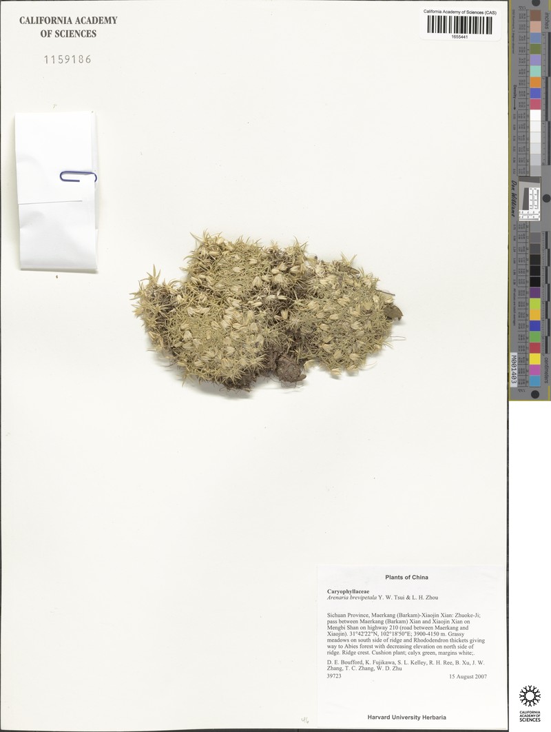 Eremogone brevipetala photo 6