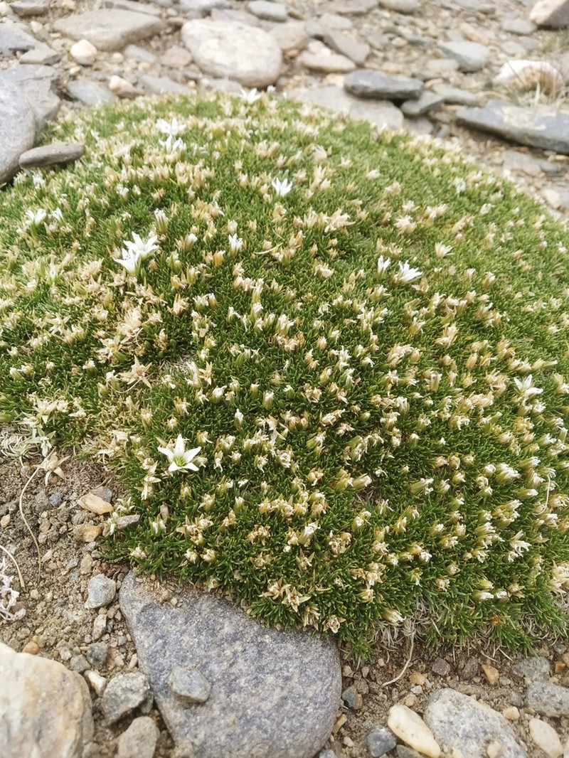 Eremogone bryophylla photo 2