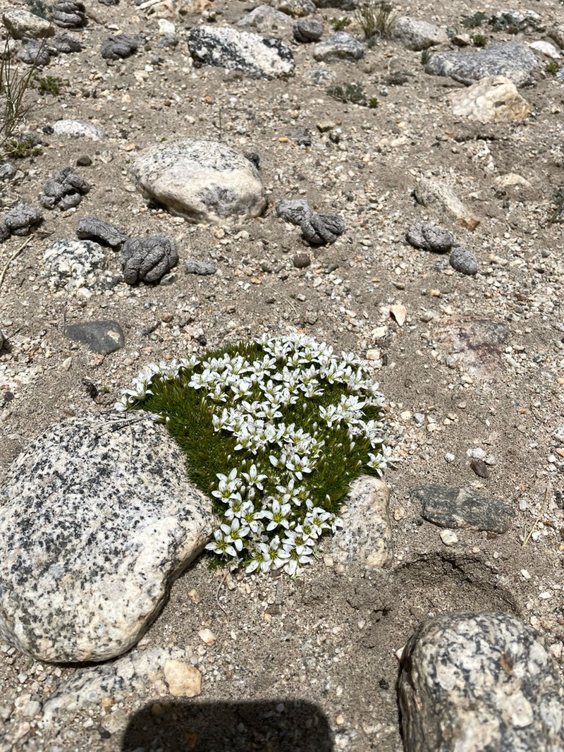 Eremogone bryophylla photo 3