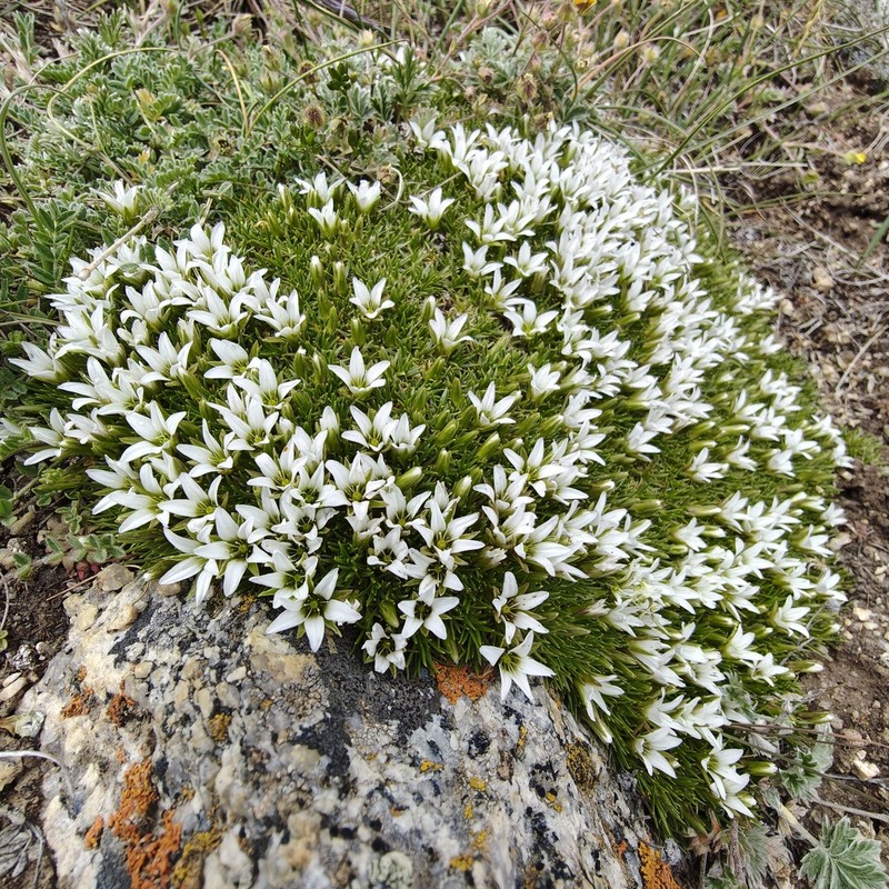 Eremogone bryophylla photo 4