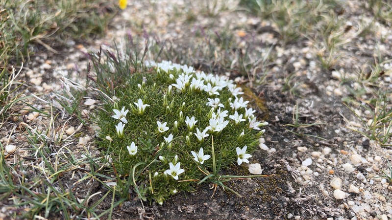 Eremogone bryophylla photo 5