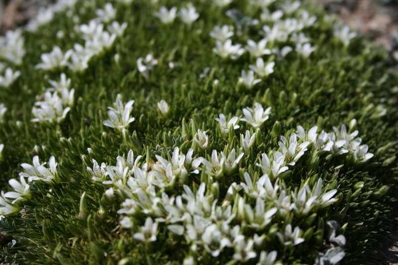 Eremogone bryophylla photo 6
