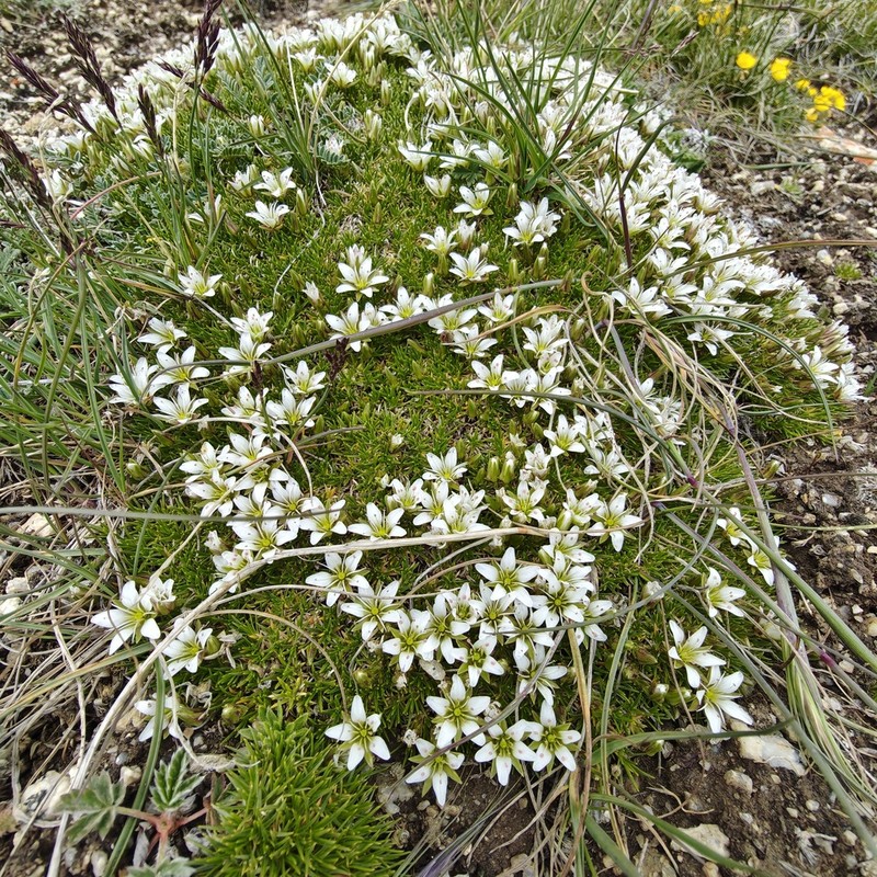 Eremogone bryophylla photo 7