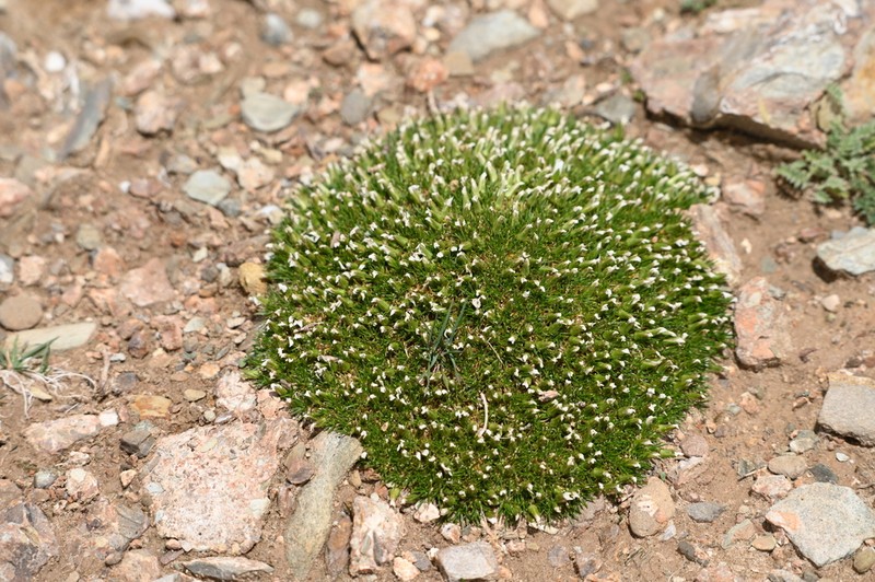 Eremogone bryophylla photo 8