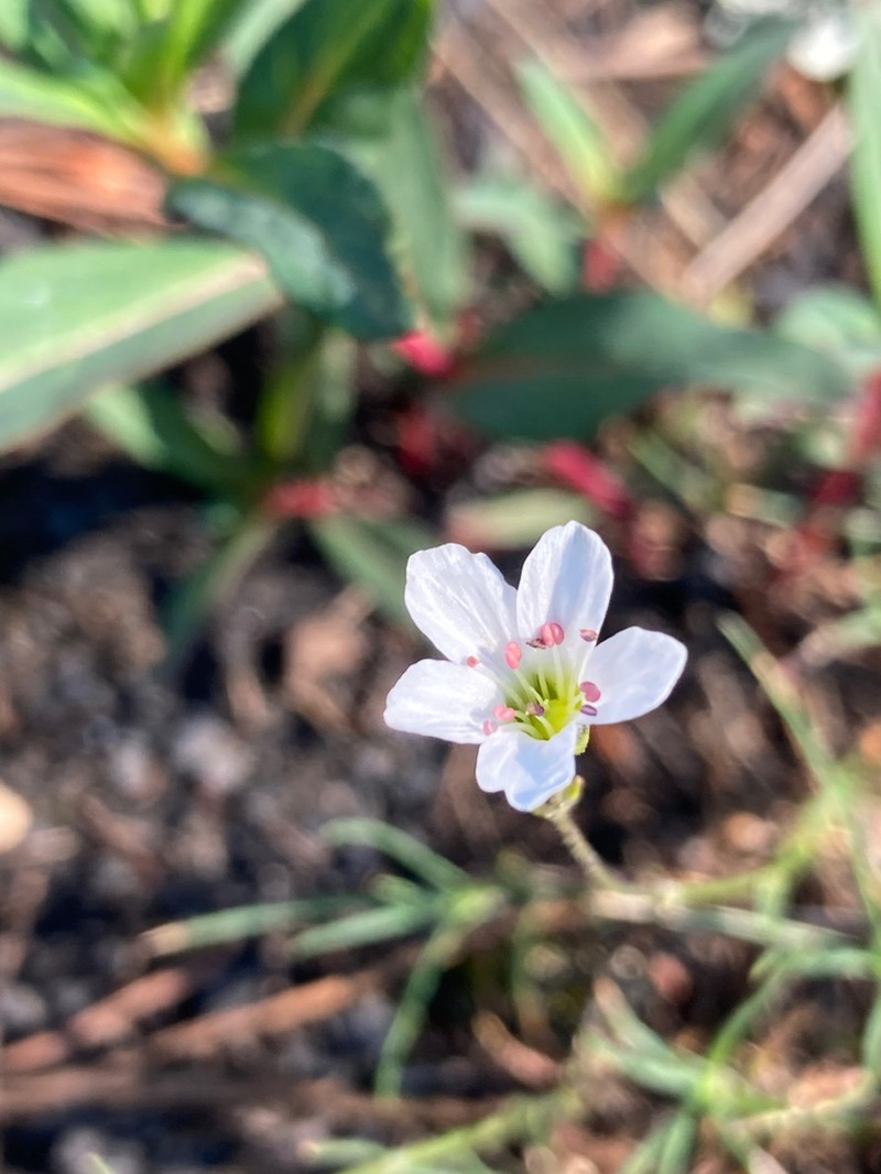 slender mountain sandwort