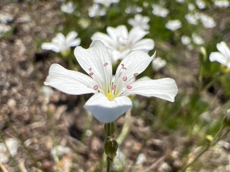 slender mountain sandwort photo 2