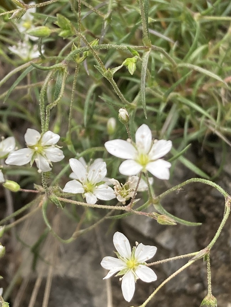 slender mountain sandwort photo 3