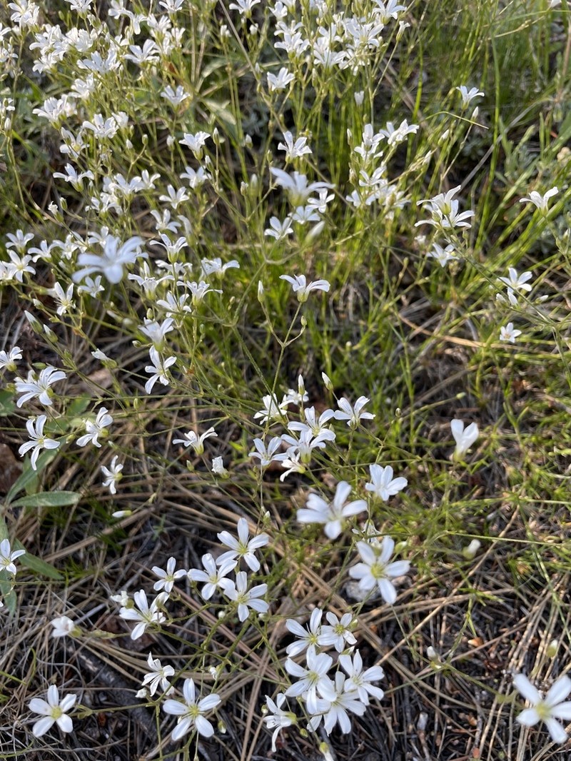 slender mountain sandwort photo 4