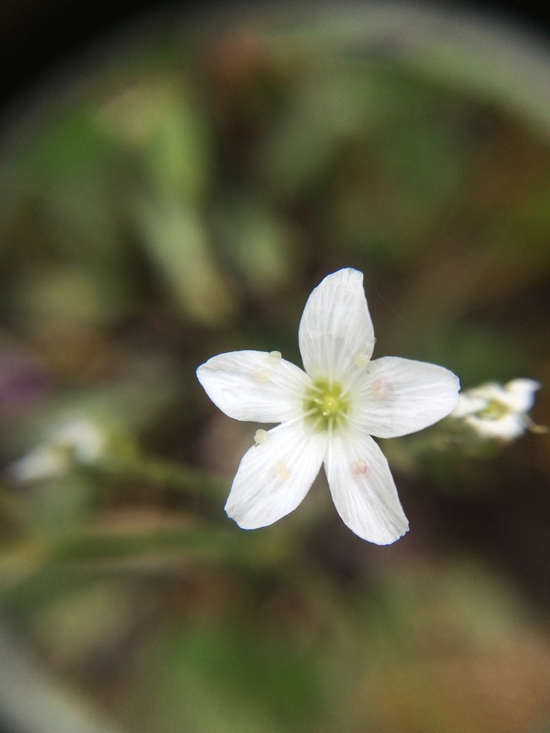 slender mountain sandwort photo 5