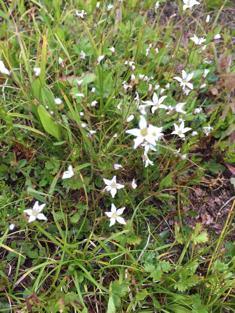 slender mountain sandwort photo 6