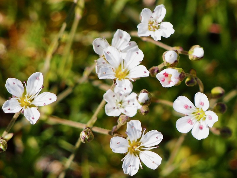 slender mountain sandwort photo 7