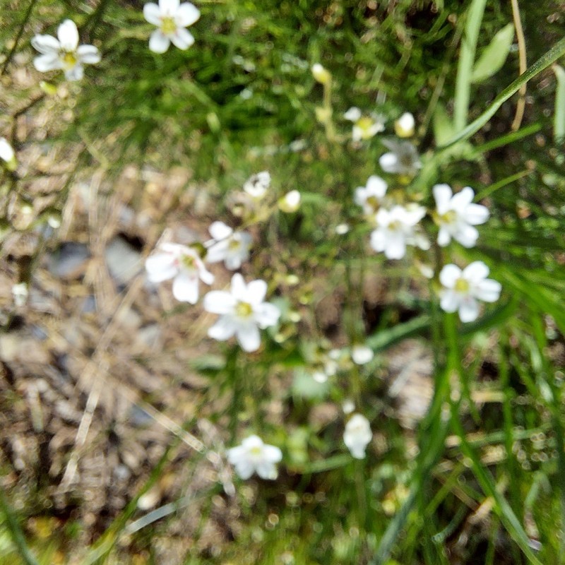 slender mountain sandwort photo 8