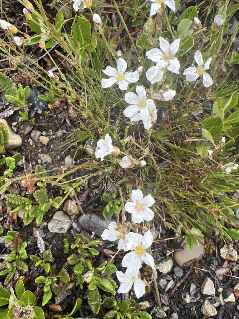 Eremogone capillaris var. americana