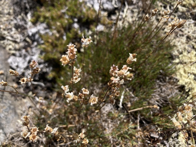 Eremogone capillaris var. americana photo 2