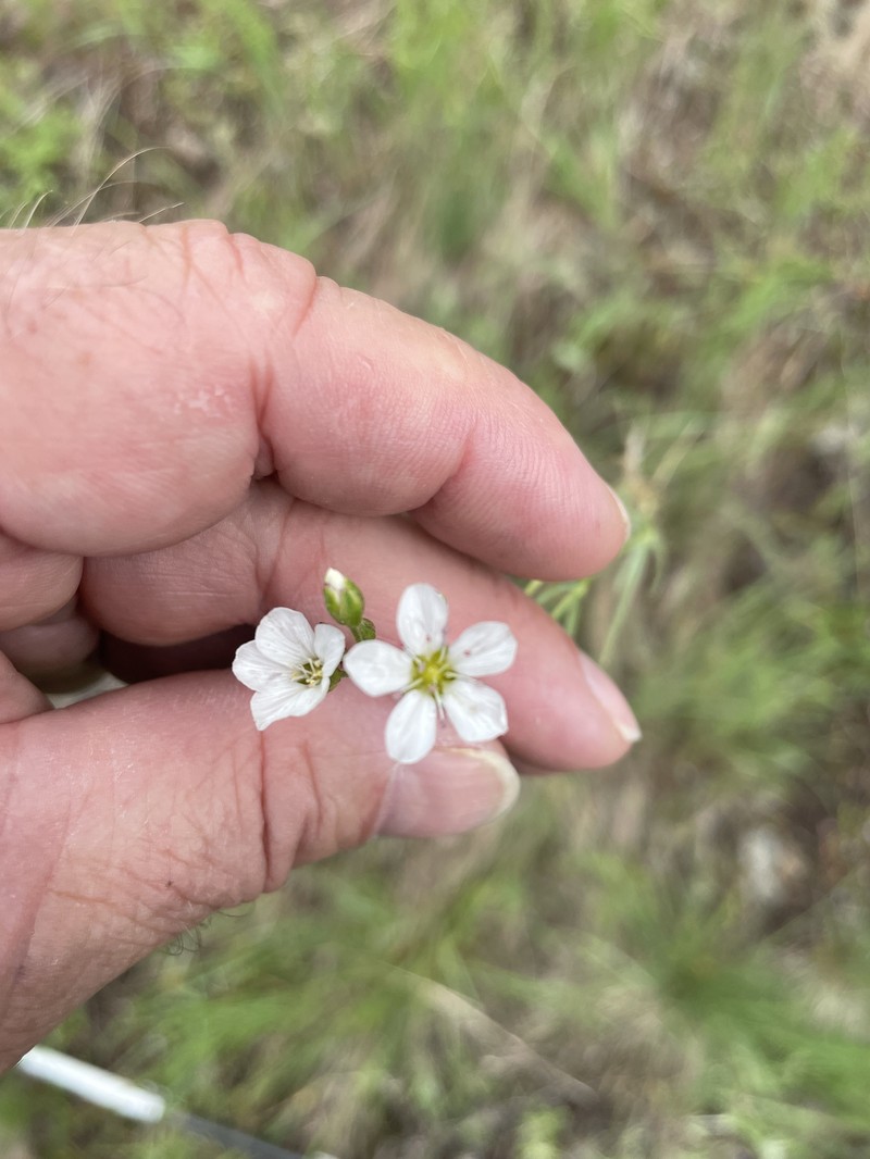 Eremogone capillaris var. americana photo 3