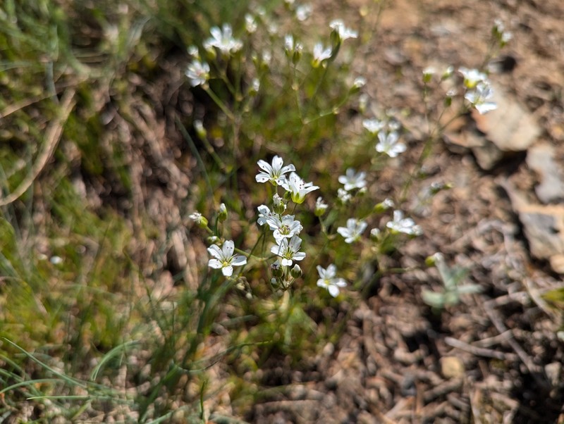 Eremogone capillaris var. americana photo 4