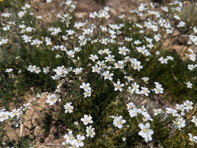 Eremogone capillaris var. americana photo 5
