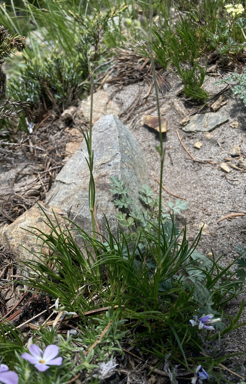 Eremogone capillaris var. americana photo 6