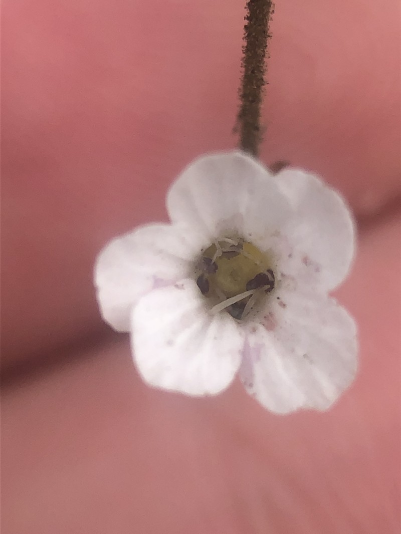 Eremogone capillaris var. americana photo 7