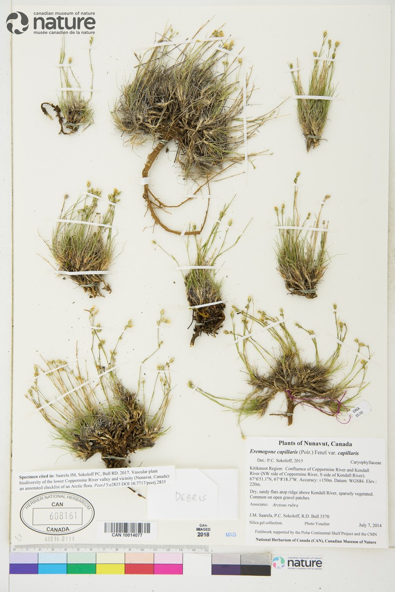 Eremogone capillaris var. capillaris photo 4