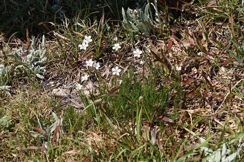 Eremogone capillaris var. capillaris