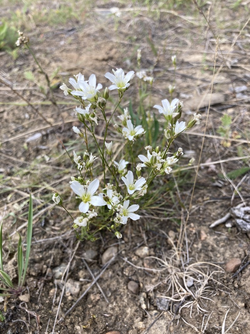 Eremogone capillaris var. capillaris photo 2