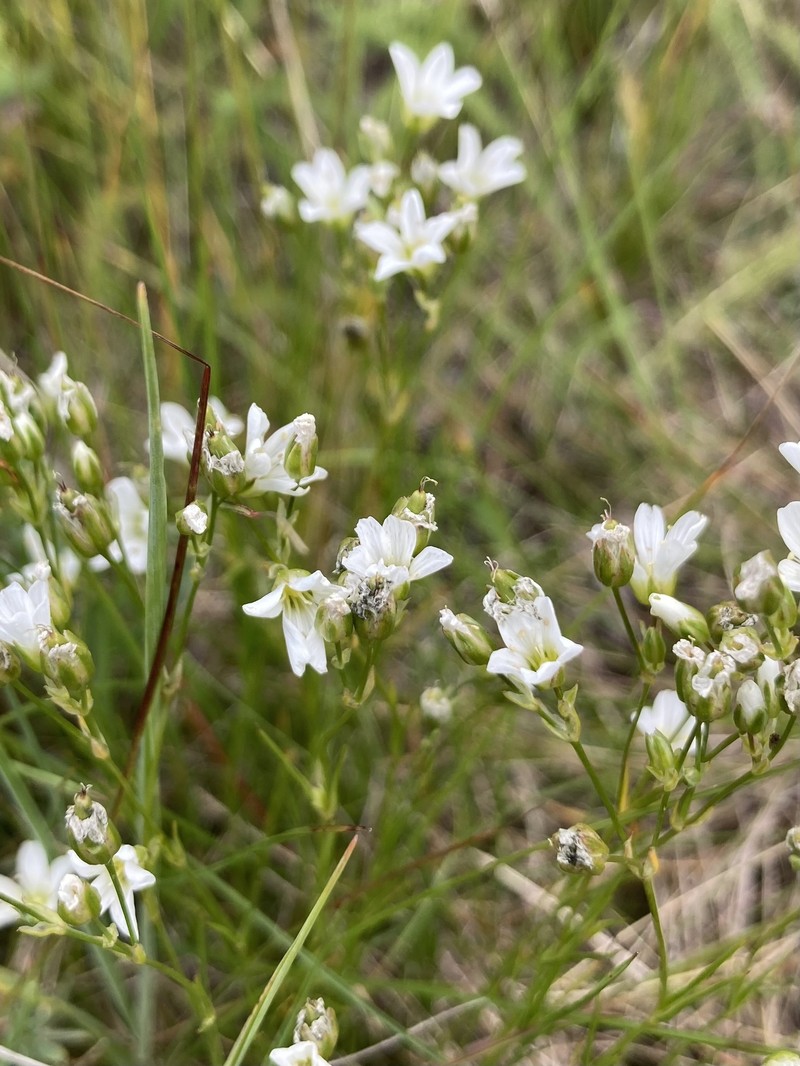 Eremogone capillaris var. capillaris photo 3