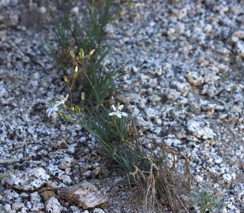 Clifton's Eremogone photo 7