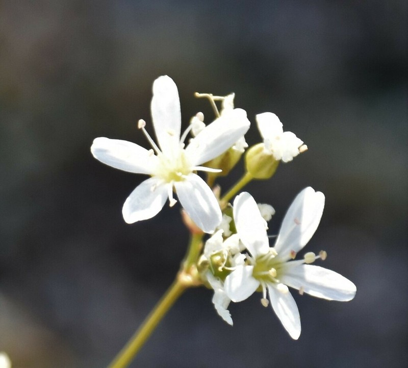 ballhead sandwort