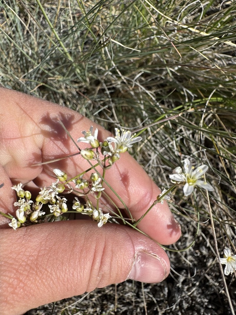 ballhead sandwort photo 2
