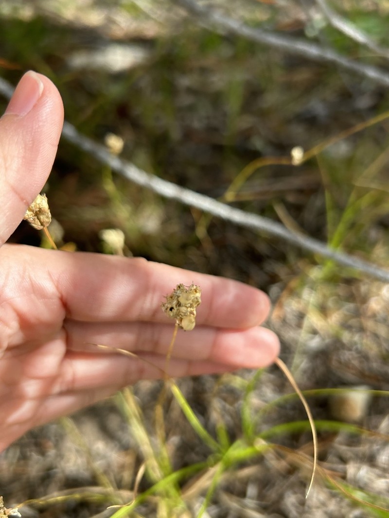ballhead sandwort photo 3
