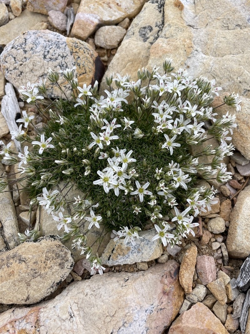 ballhead sandwort photo 4
