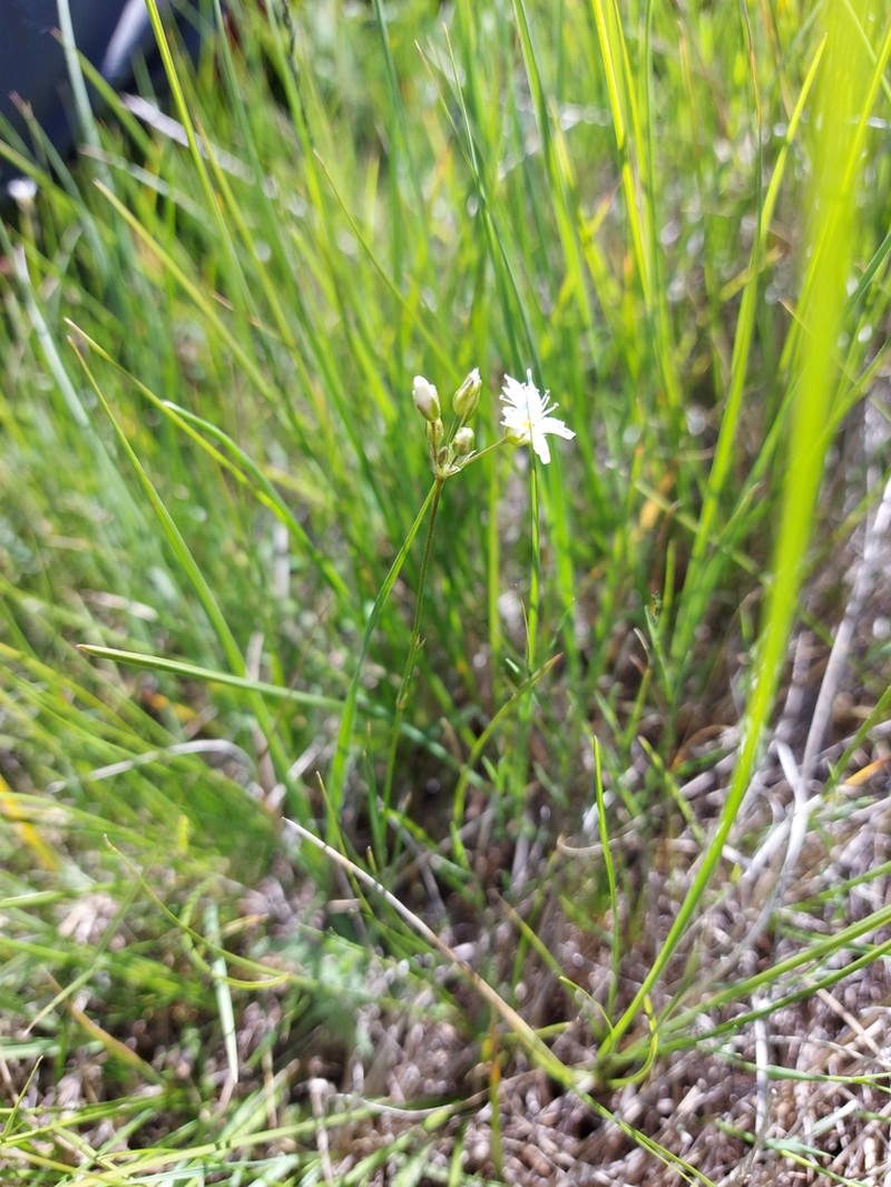 ballhead sandwort photo 5