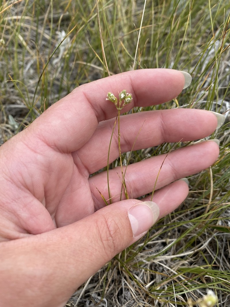 ballhead sandwort photo 6