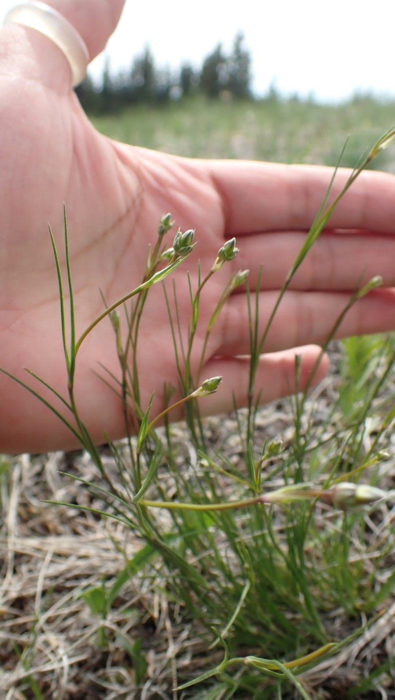 ballhead sandwort photo 7