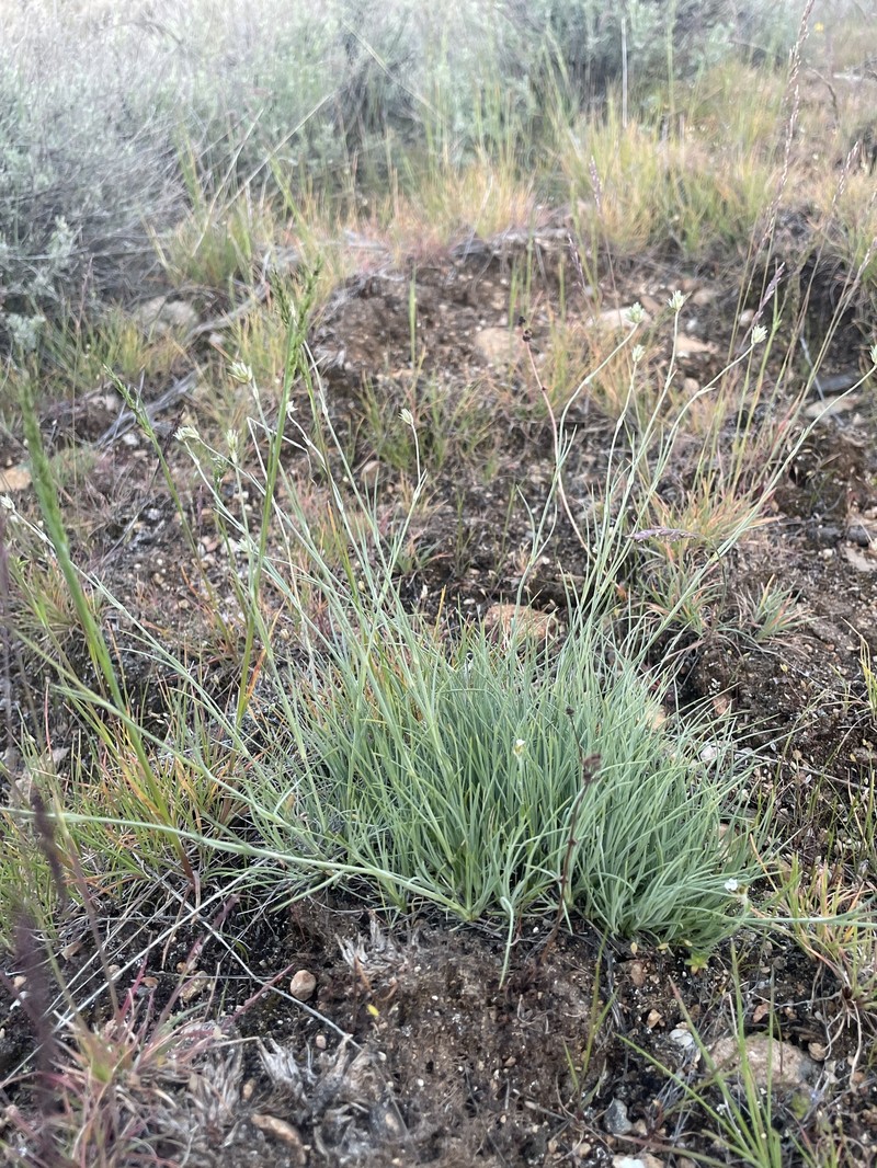 Eremogone congesta var. cephaloidea