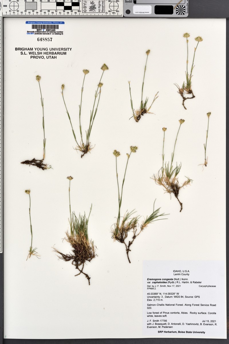 Eremogone congesta var. cephaloidea photo 2