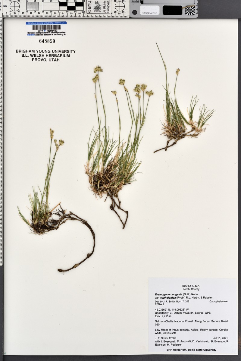 Eremogone congesta var. cephaloidea photo 3