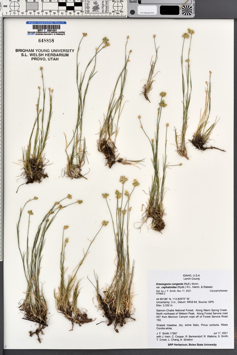 Eremogone congesta var. cephaloidea photo 4