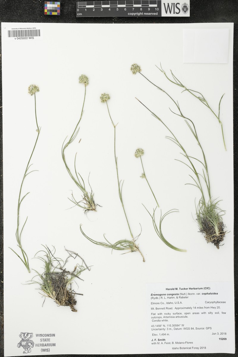 Eremogone congesta var. cephaloidea photo 5