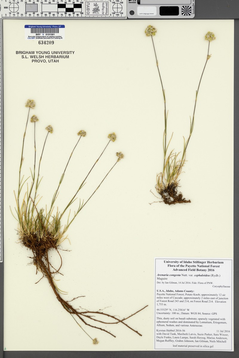 Eremogone congesta var. cephaloidea photo 6