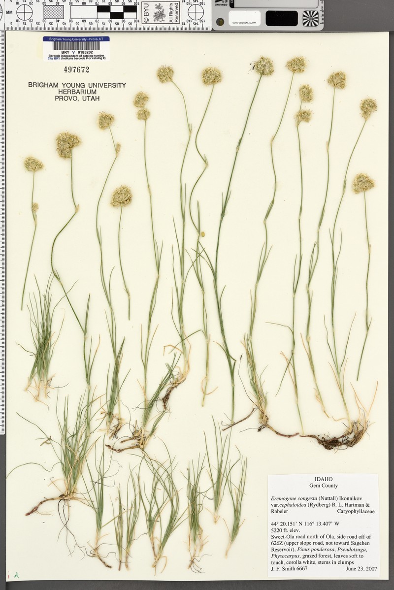 Eremogone congesta var. cephaloidea photo 7