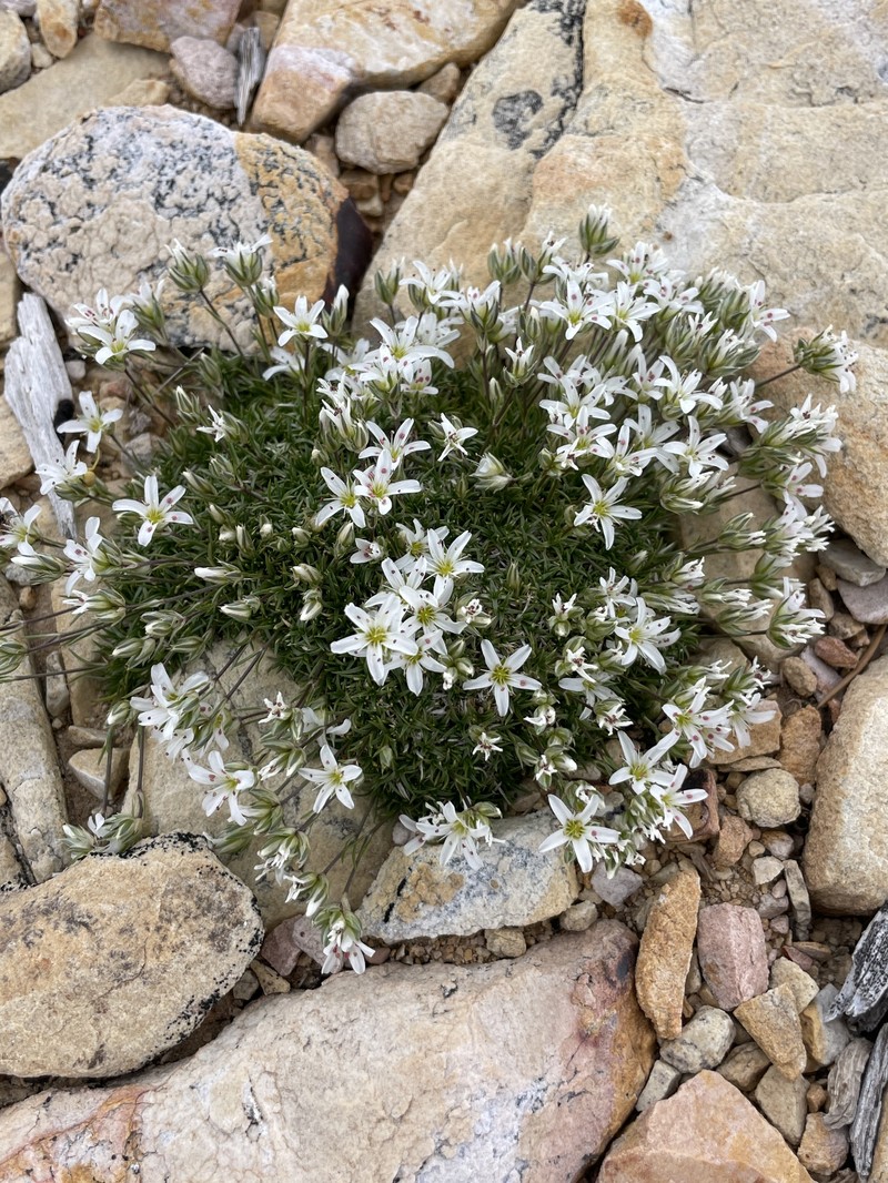Eremogone congesta var. charlestonensis